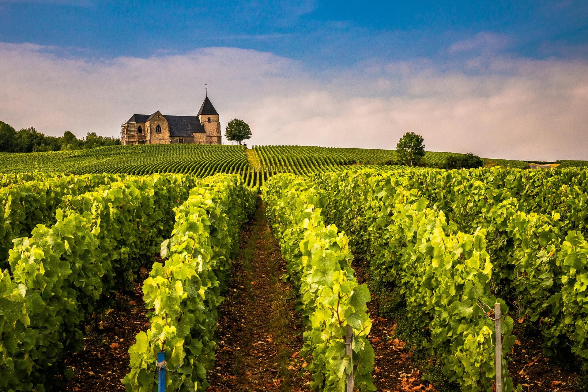 Vinhas de Champagne Vinhos Velhos
