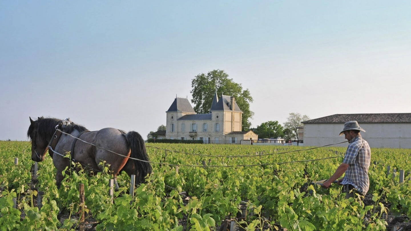 Chateau Margaux 2003 Harvest Velha Garrafeira